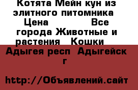 Котята Мейн-кун из элитного питомника › Цена ­ 20 000 - Все города Животные и растения » Кошки   . Адыгея респ.,Адыгейск г.